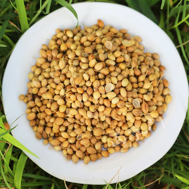 香菜籽芫荽籽干货调料中药材不可用于种植