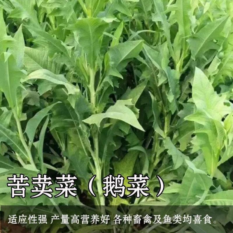 大叶牧草种子多年生苦荬菜种子四季苦麦菜种子猪牛羊鱼鸡