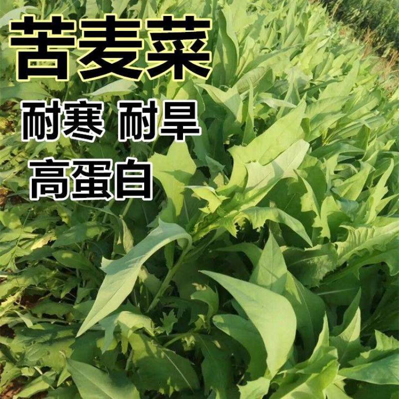 大叶牧草种子多年生苦荬菜种子四季苦麦菜种子猪牛羊鱼鸡
