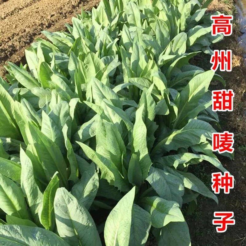 大叶牧草种子多年生苦荬菜种子四季苦麦菜种子猪牛羊鱼鸡