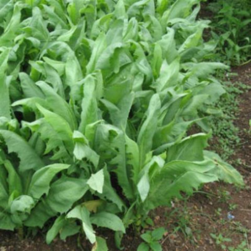 大叶牧草种子多年生苦荬菜种子四季苦麦菜种子猪牛羊鱼鸡