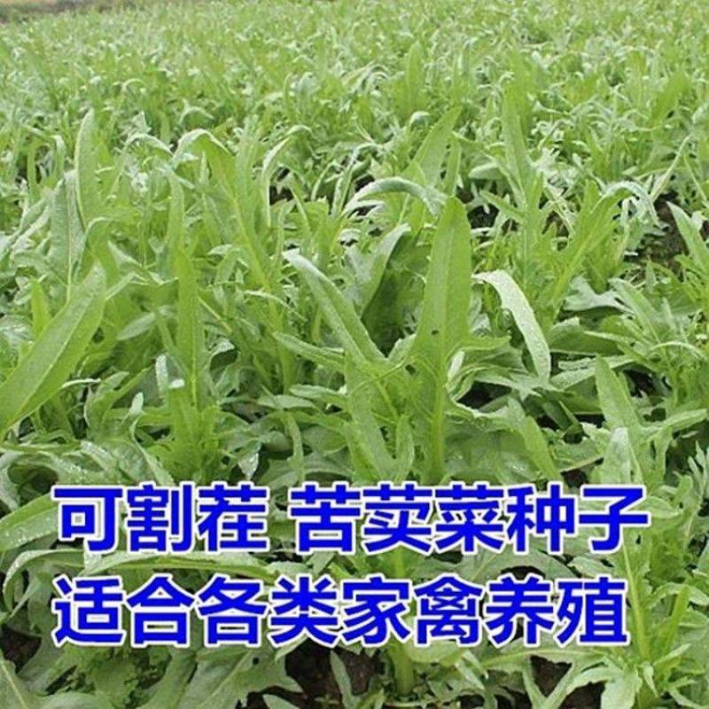 大叶牧草种子多年生苦荬菜种子四季苦麦菜种子猪牛羊鱼鸡