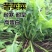 大叶牧草种子多年生苦荬菜种子四季苦麦菜种子猪牛羊鱼鸡