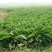 进口鲁梅克斯种子俄罗斯饲料菜多年生四季牧草种子鸡鸭鹅猪