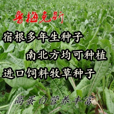 进口鲁梅克斯种子俄罗斯饲料菜多年生四季牧草种子鸡鸭鹅猪