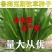 进口鲁梅克斯种子俄罗斯饲料菜多年生四季牧草种子鸡鸭鹅猪