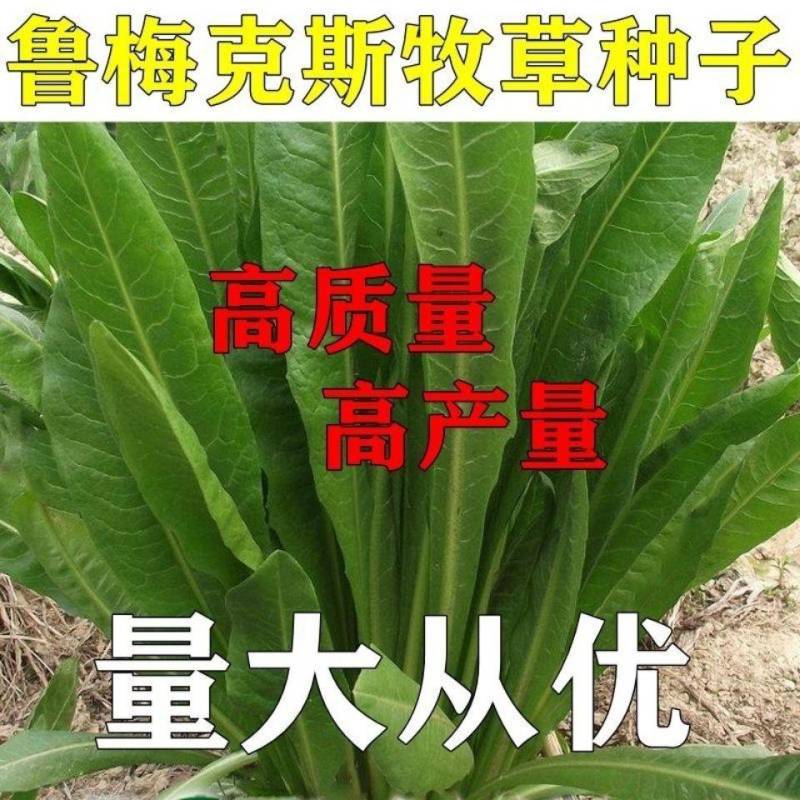进口鲁梅克斯种子俄罗斯饲料菜多年生四季牧草种子鸡鸭鹅猪