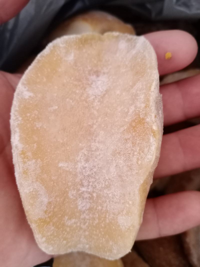 黄金鲍鱼澳鲍新鲜海鲜冷冻黄金大鲍鱼特大澳鲍螺肉