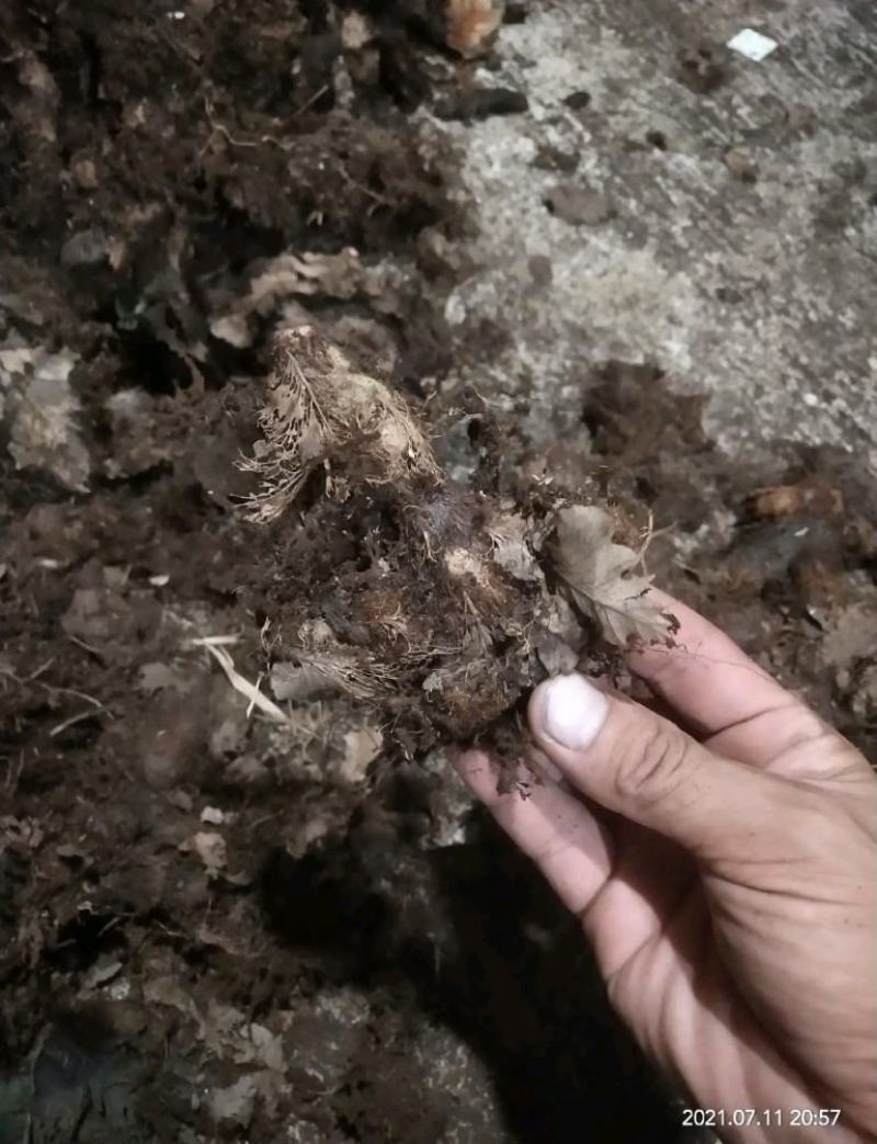 骨碎补大量现货，有需要大货的老板聊一聊