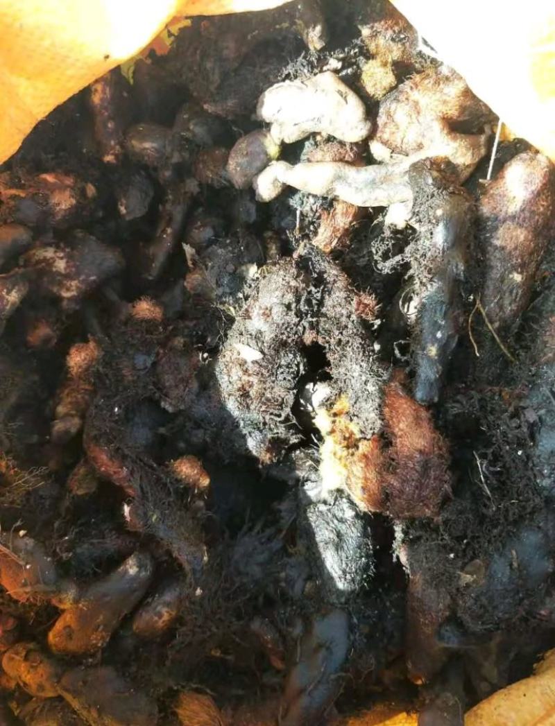 骨碎补大量现货，有需要大货的老板聊一聊