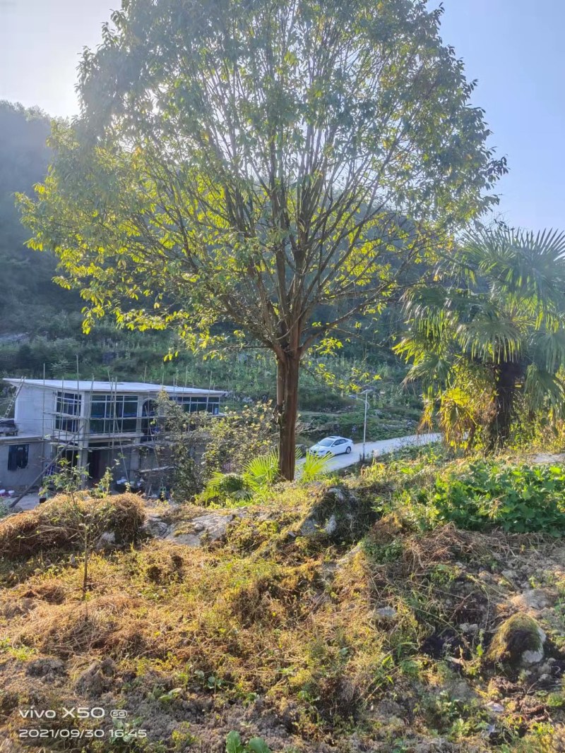 绿化好桂花树，
