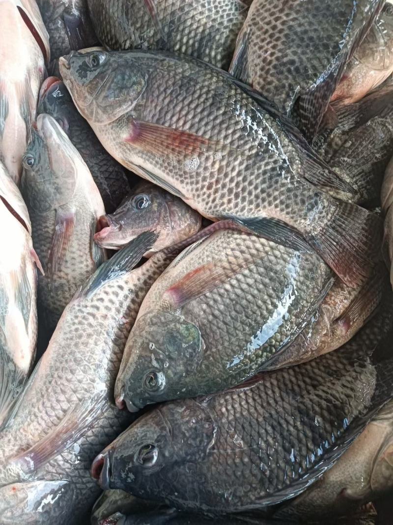 海南，脆肉，正宗宝路全雄单性罗非鱼苗王，苗场直供量大从优