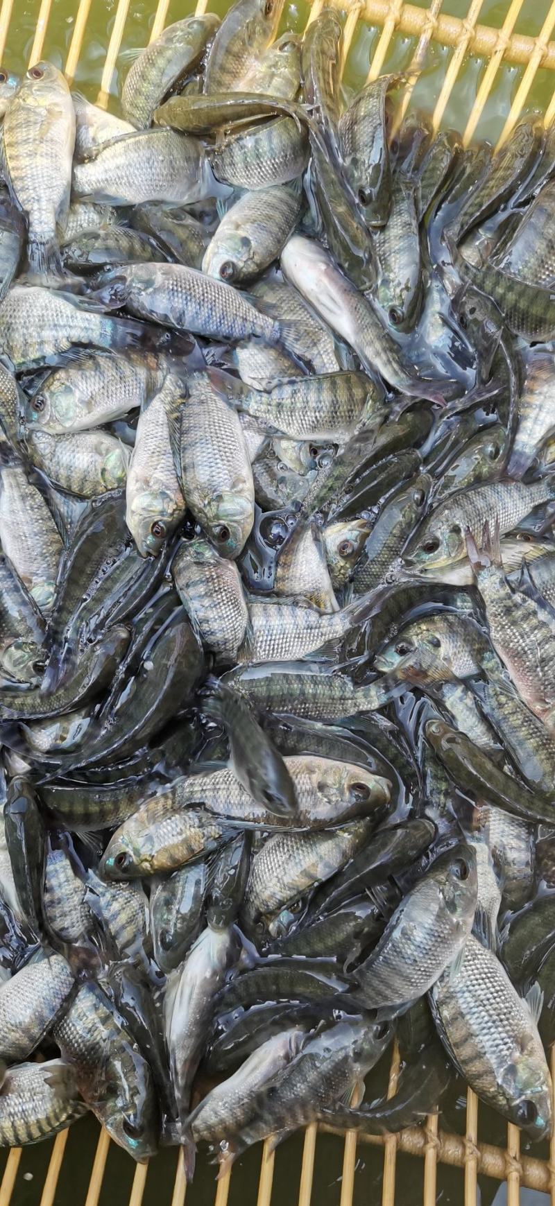 海南，脆肉，正宗宝路全雄单性罗非鱼苗王，苗场直供量大从优