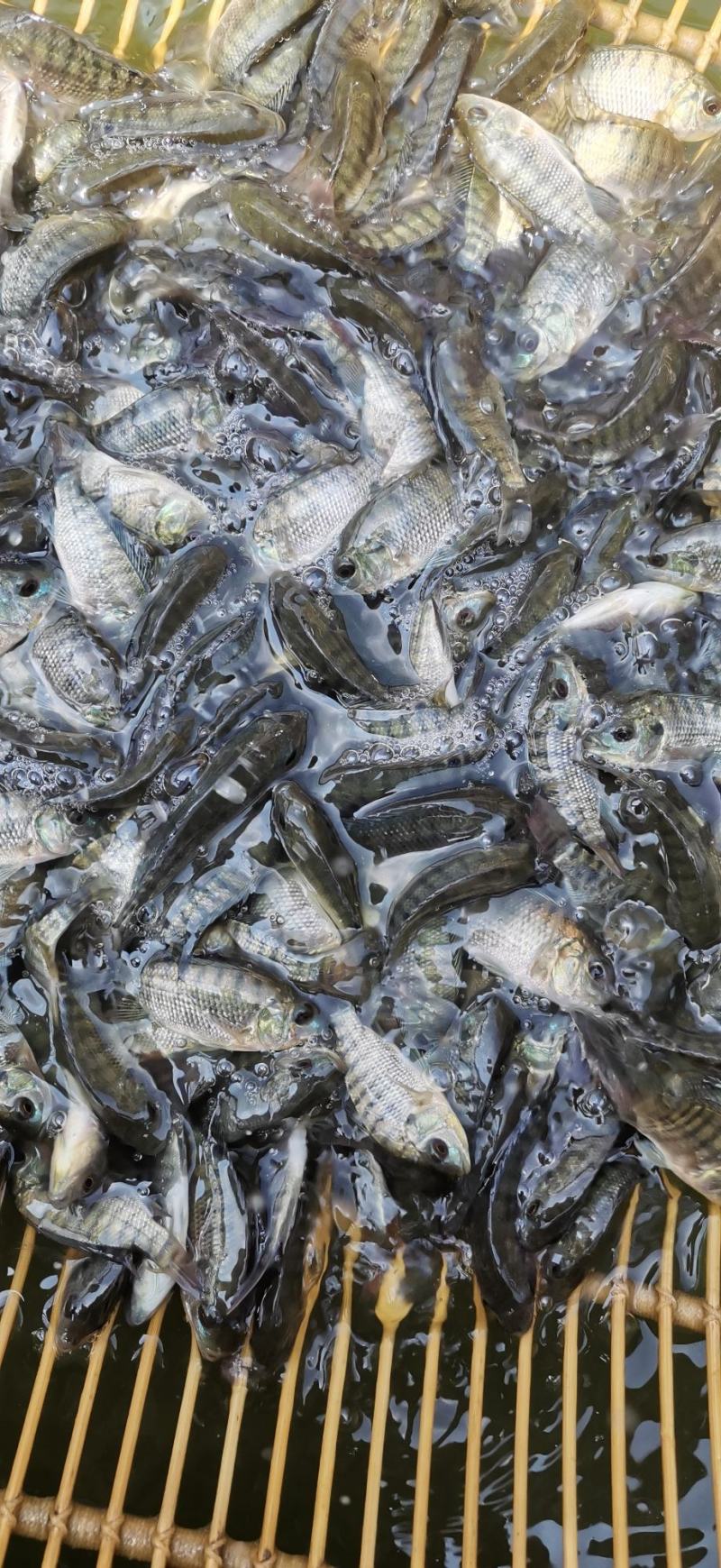 海南，脆肉，正宗宝路全雄单性罗非鱼苗王，苗场直供量大从优