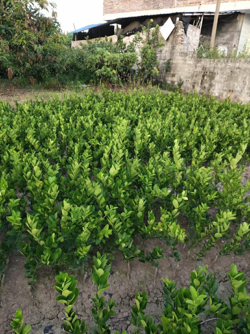 广东无籽四季香水柠檬嫁接苗带叶子发货包正宗奶茶店使用