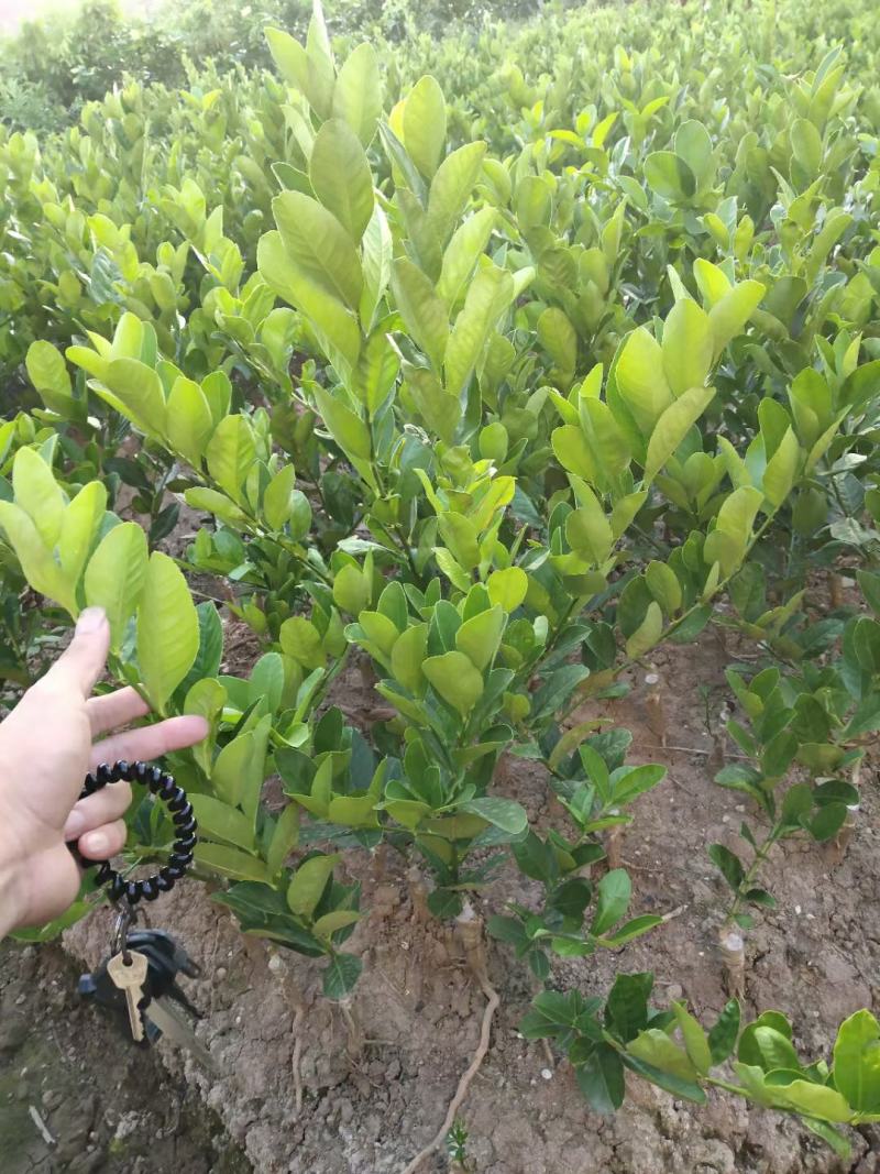 广东无籽四季香水柠檬嫁接苗带叶子发货包正宗奶茶店使用