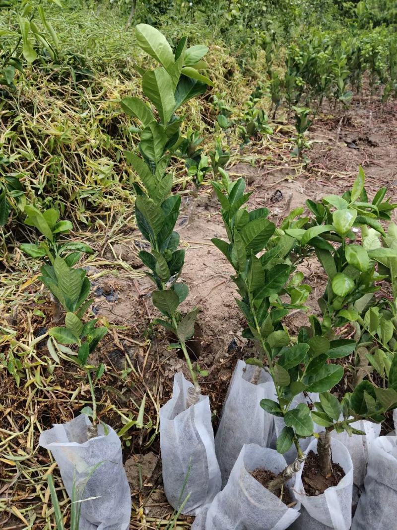 广东无籽四季香水柠檬嫁接苗带叶子发货包正宗奶茶店使用
