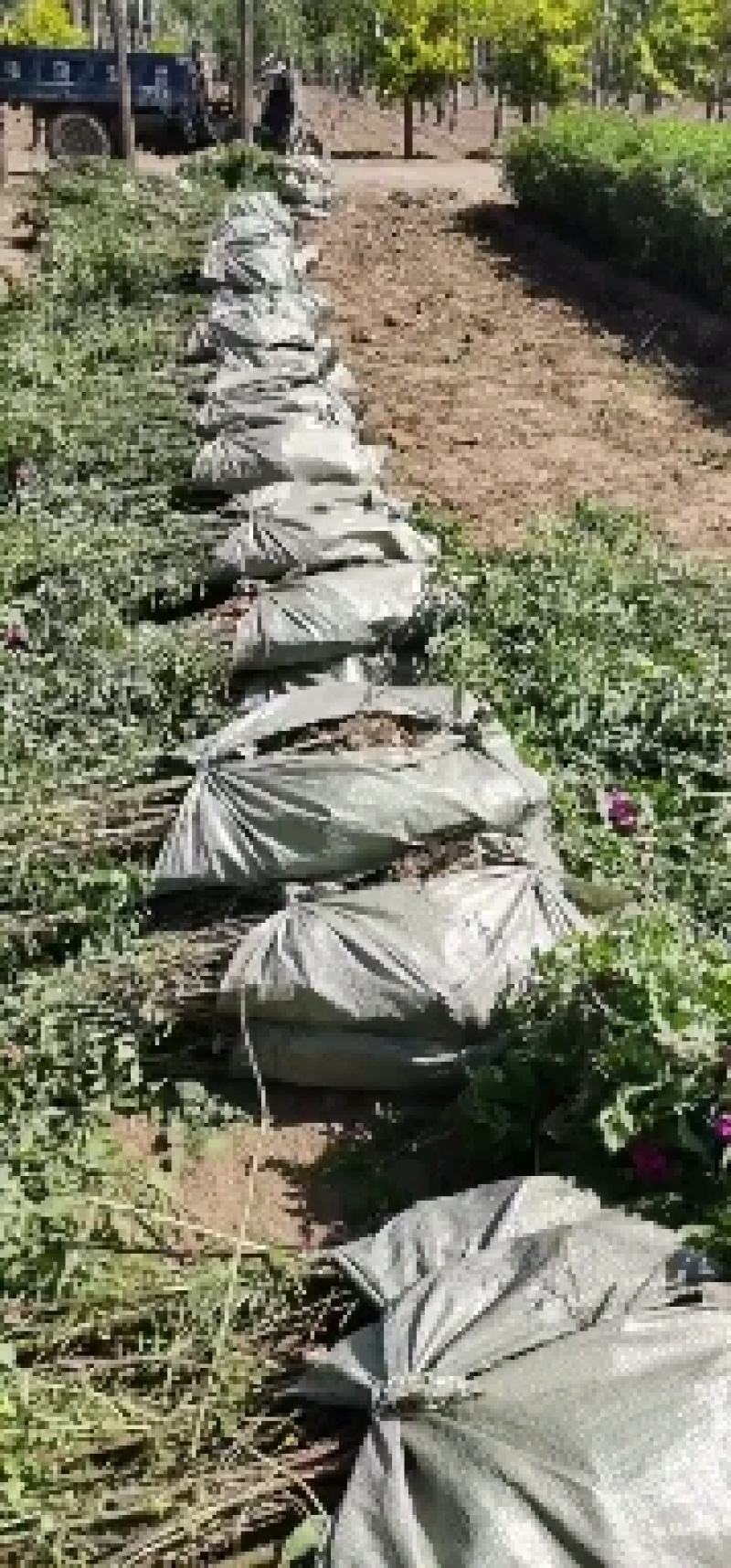 黄刺玫，黄刺玫杯苗，黄刺玫地苗大量诚信为本，农民直供。。