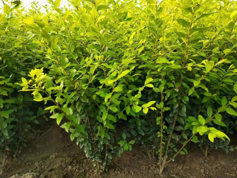 金叶女贞60高70高80高金叶女贞杯苗保质保量