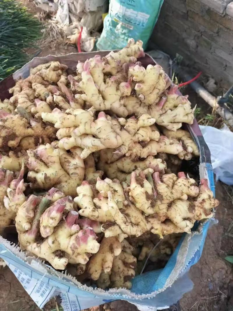 红芽鲜姜子姜大量出售，价格便宜，支持全国各地发货。