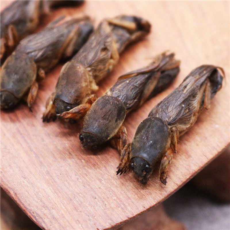 蝼蛄干货中药材量大从优欢迎选购！