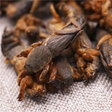 蝼蛄干货中药材量大从优欢迎选购！