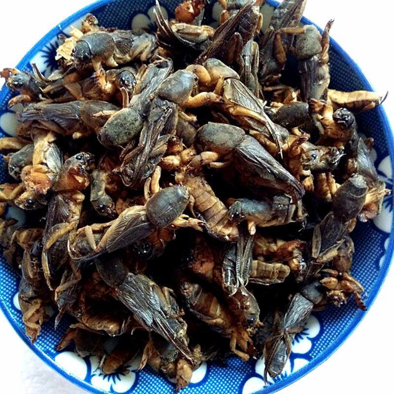 蝼蛄干货中药材量大从优欢迎选购！