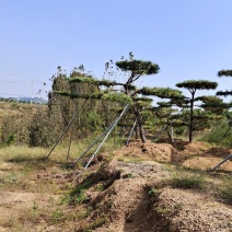 黑松，油松，景观松