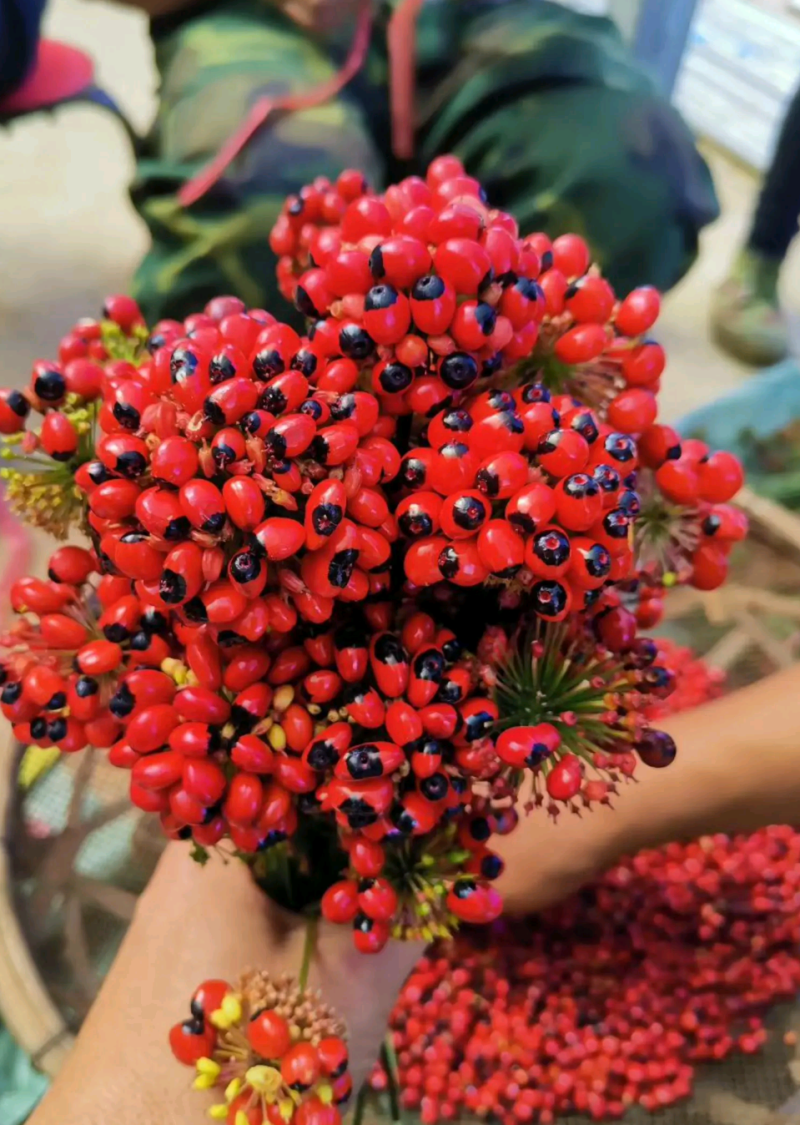 黑人参种子！(云南黑人参种子)竹节参种子，黑三七种子。