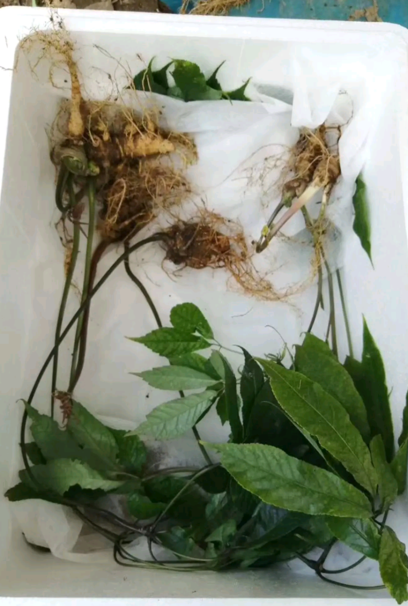 黑人参种子！(云南黑人参种子)竹节参种子，黑三七种子。