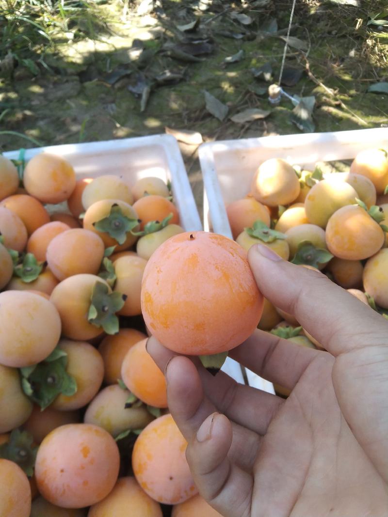 火葫芦柿子火葫芦柿子形状圆润，神似葫芦，加上颜色如火，故