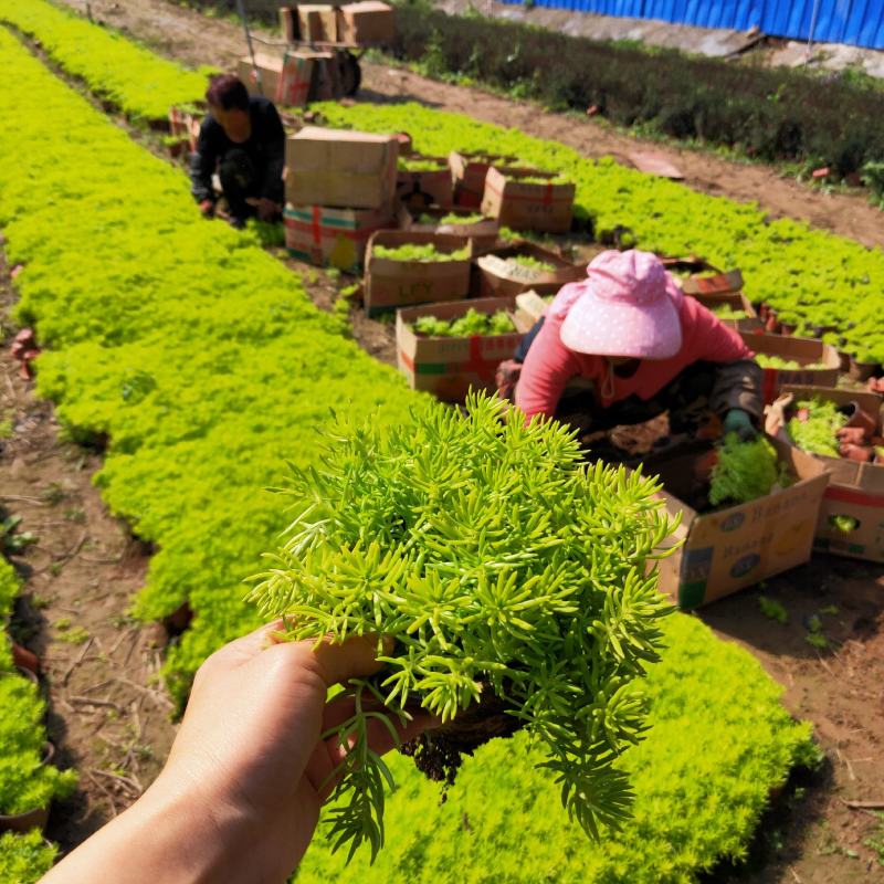 佛甲草大量出售佛甲草基地直销价格便宜支持视频看货发货有数