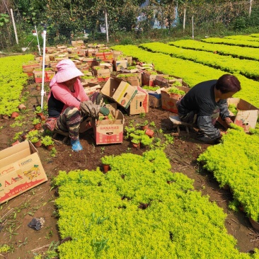 佛甲草大量出售佛甲草基地直销价格便宜支持视频看货发货有数