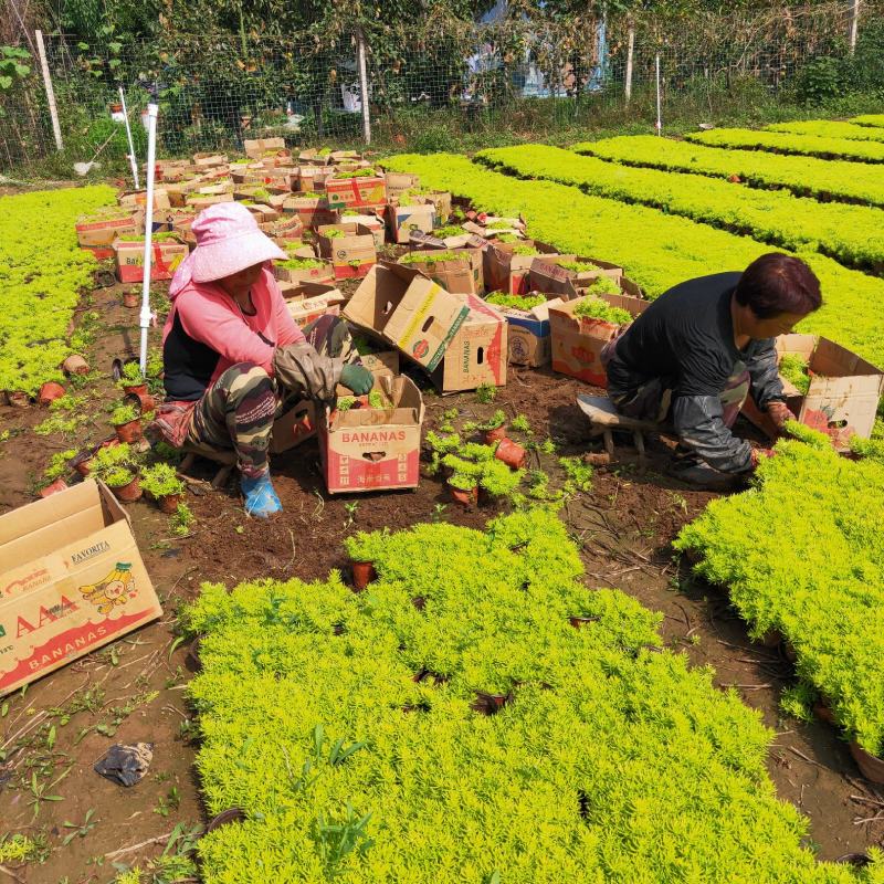 佛甲草大量出售佛甲草基地直销价格便宜支持视频看货发货有数