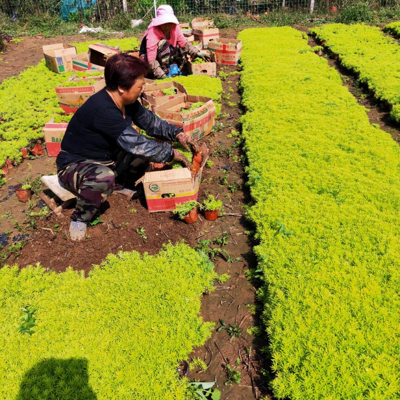 佛甲草大量出售佛甲草基地直销价格便宜支持视频看货发货有数
