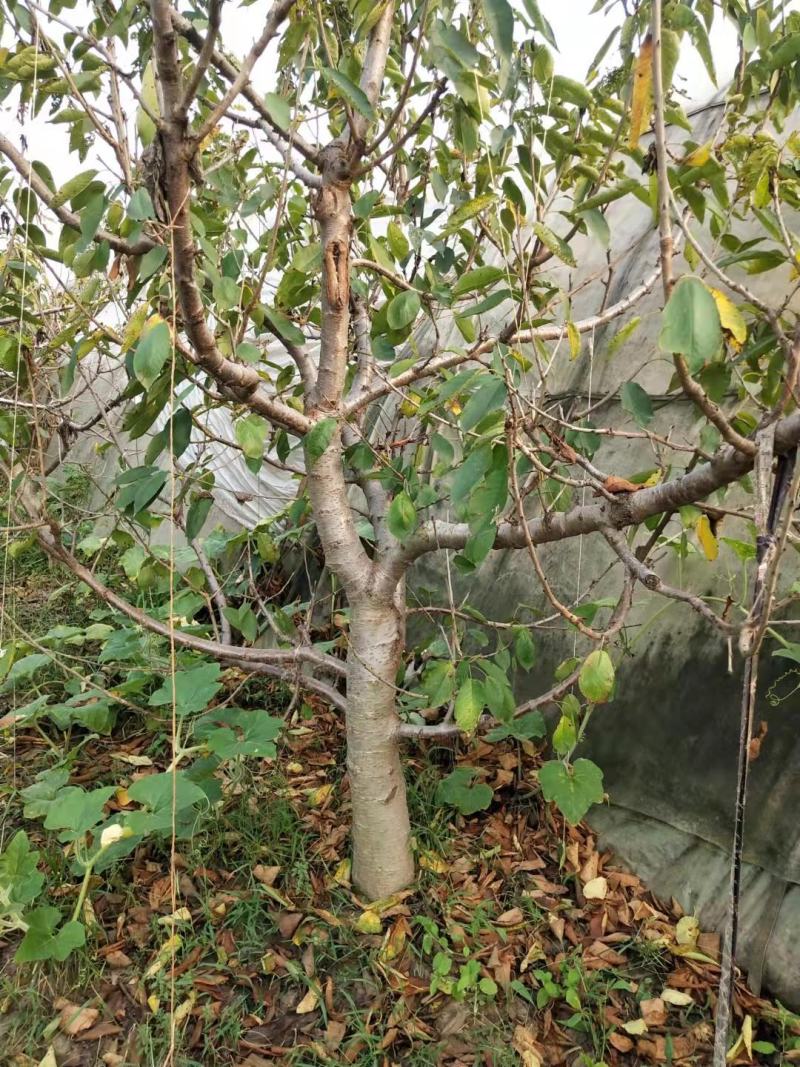 樱桃树，供应占地樱桃树，视频看树，視频装树，保质保量发货