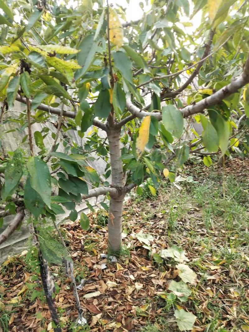 樱桃树，供应占地樱桃树，视频看树，視频装树，保质保量发货