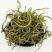 化石草化石草中药材干净无杂质量大从优