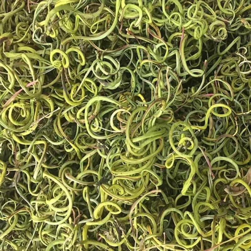 化石草化石草中药材干净无杂质量大从优