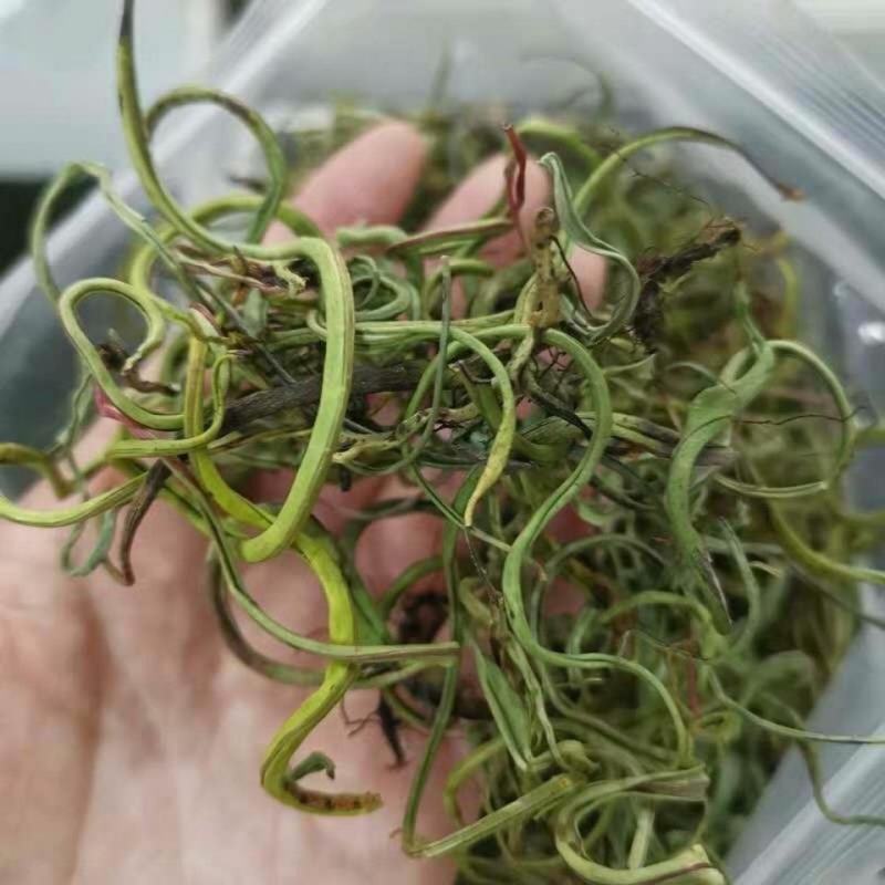 化石草化石草中药材干净无杂质量大从优