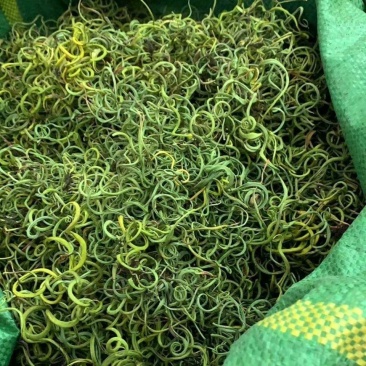 化石草化石草中药材干净无杂质量大从优