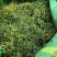化石草化石草中药材干净无杂质量大从优