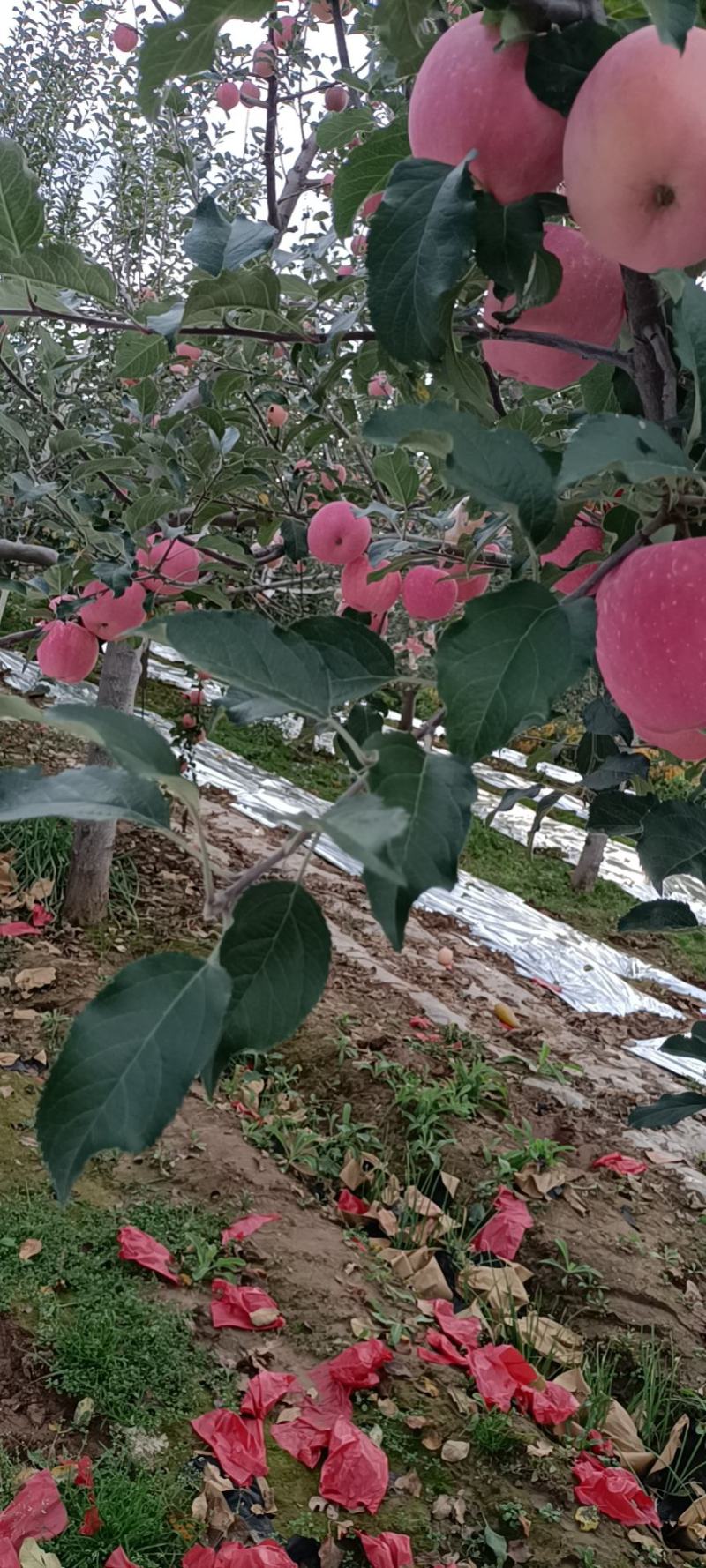 甘肃庆阳高寒优质水晶红富士