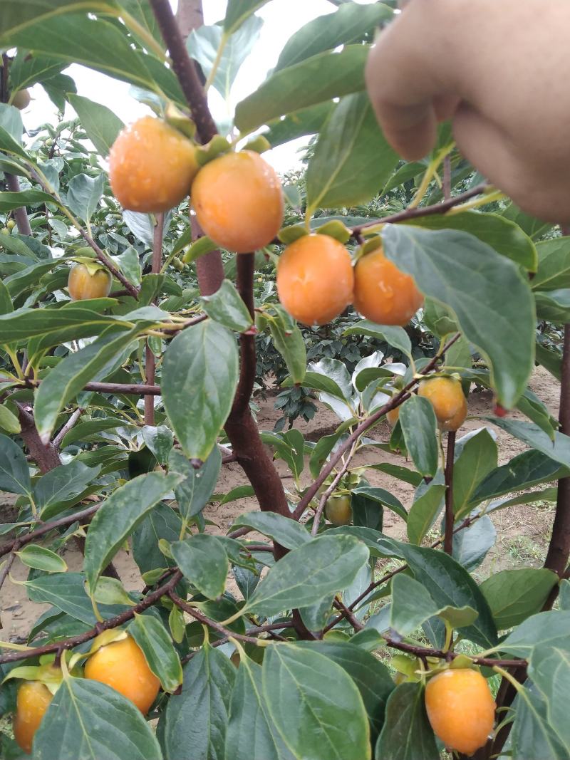 吊红柿子吊红的果实形状呈圆形和椭圆形，颜色橘色和红色