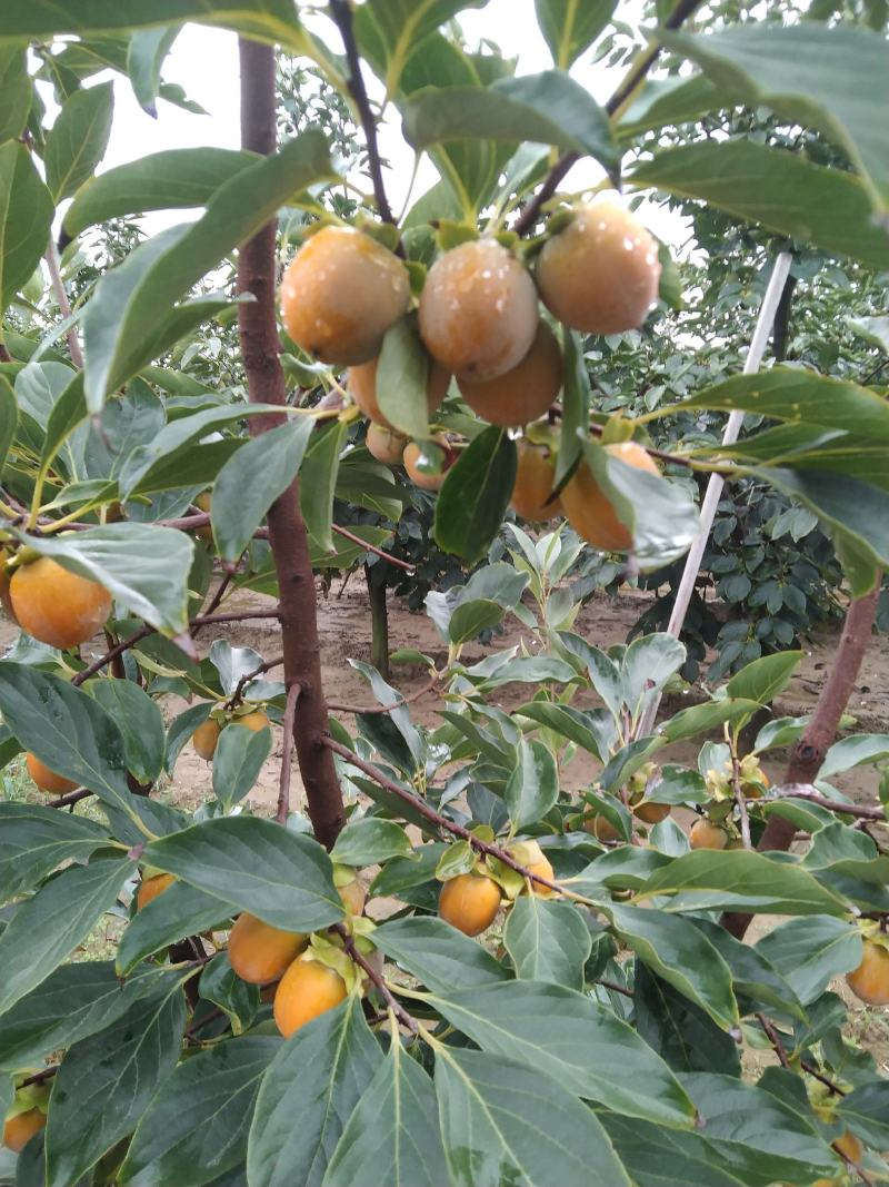 吊红柿子吊红的果实形状呈圆形和椭圆形，颜色橘色和红色