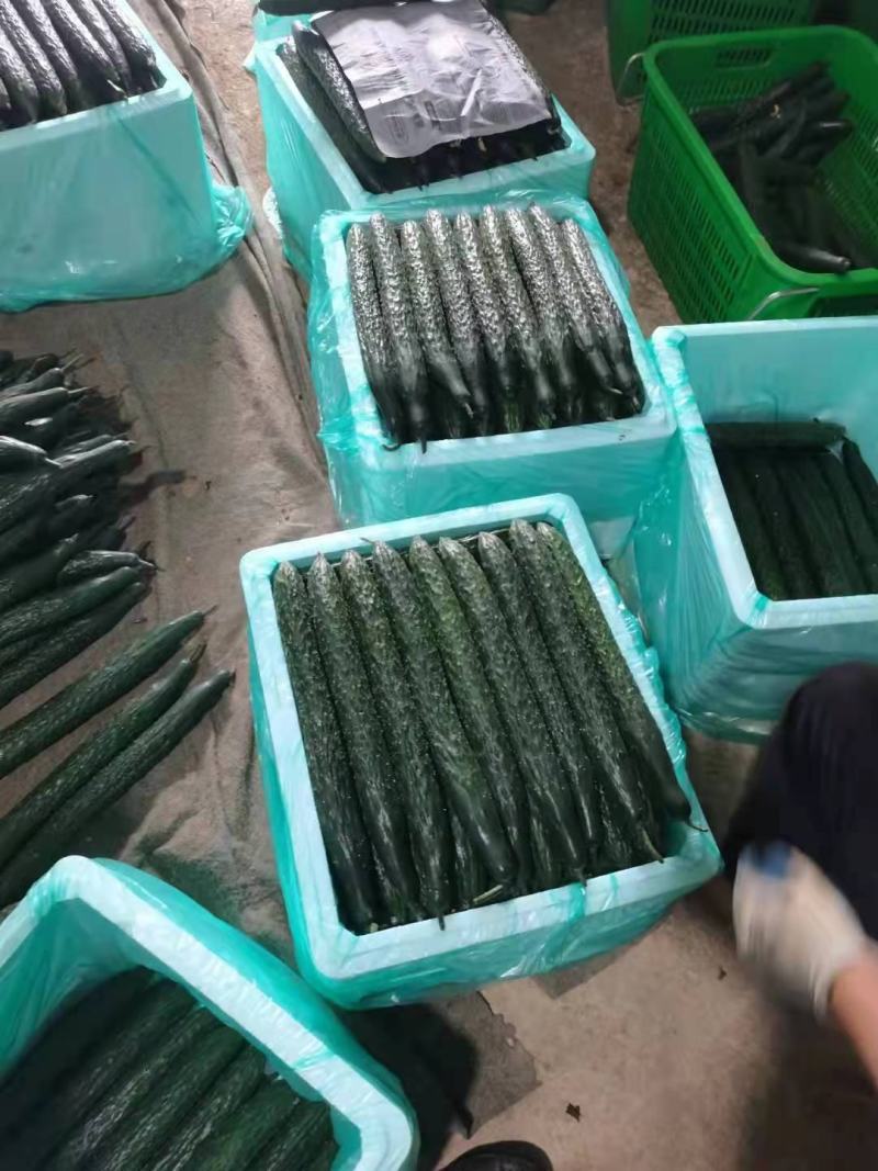 贵州黄瓜