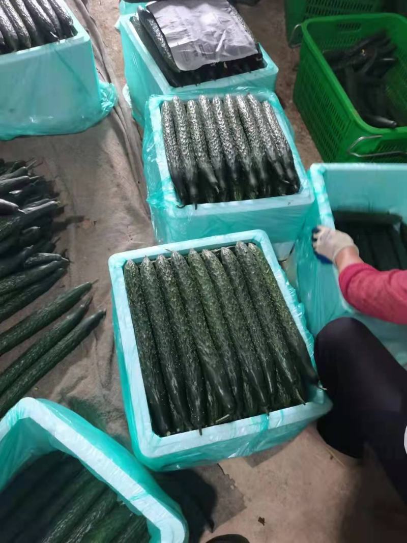贵州黄瓜