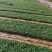 日本矮麦冬大量出售日本矮牵牛基地直销价格便宜有数量有质量
