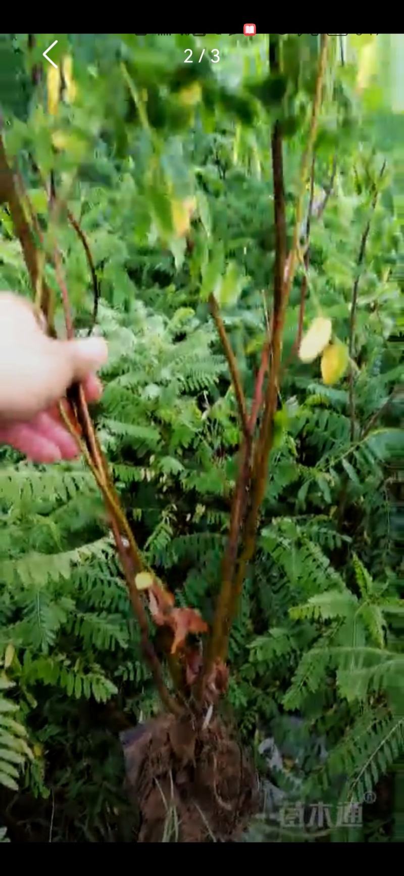 紫穗槐杯苗，40高60高，茬签苗，老枝条