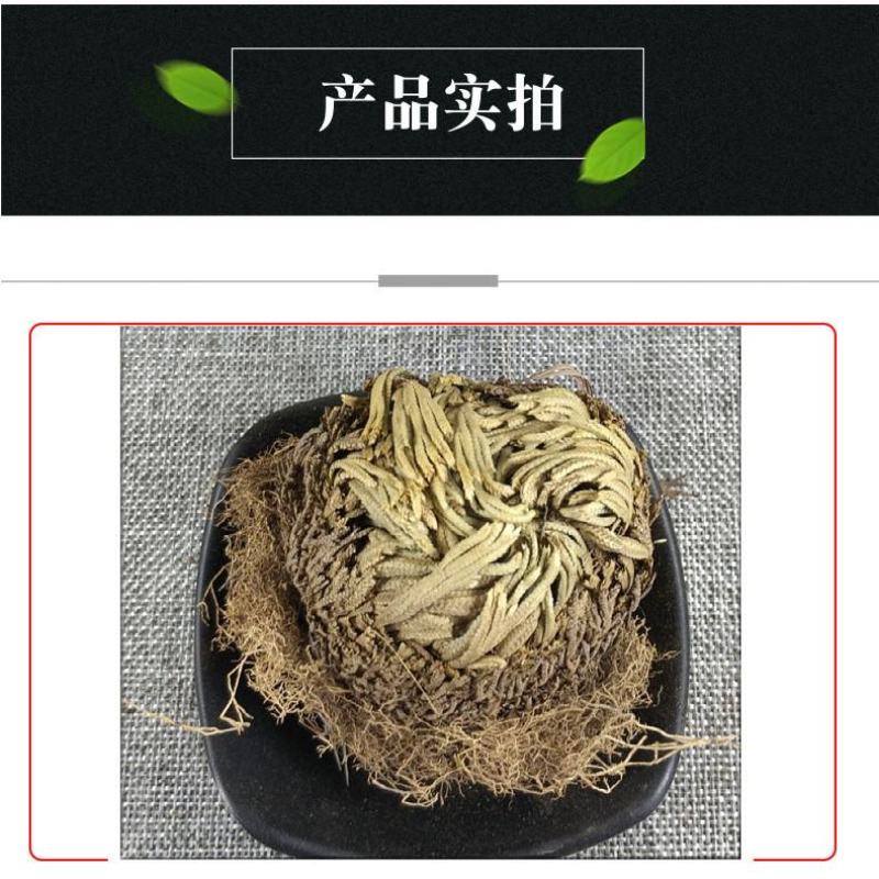 卷柏山东新鲜干货不死草九死还魂草包邮